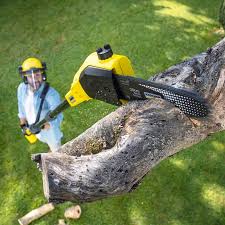 Best Leaf Removal Services  in Fairfax, MN